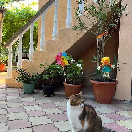 Casa Picu Πανσιόν Costinești